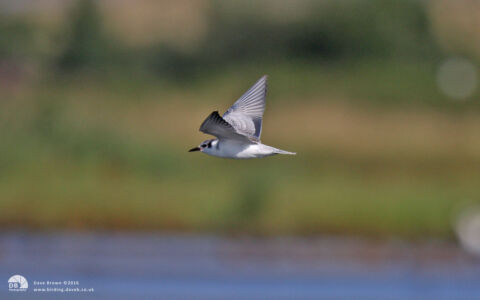 Whiskered Tern at Saltholme, 15th August 2010