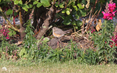 White-throated Robin at Hartlepool Headland, 6th June 2011