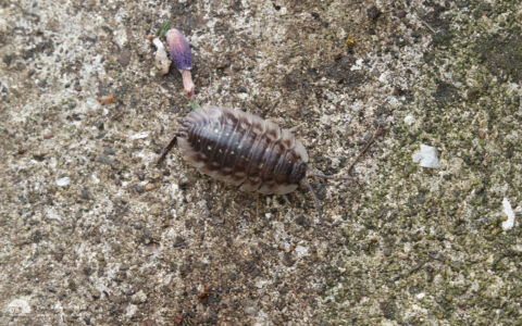 Woodlouse at Etherley Moor, 16th August 2017