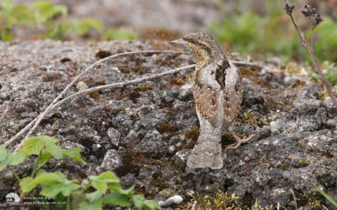 Wryneck at South Gare, 19th May 2013
