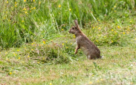 Rabbit at Etherley Moor, 23rd June 2020