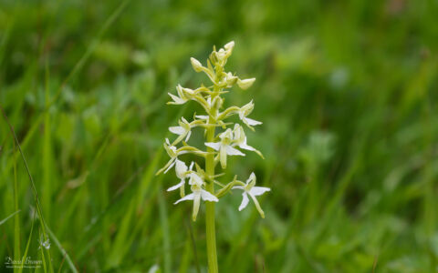 Greater Butterfly Orchid at Tamar Valley, 9th June 2021