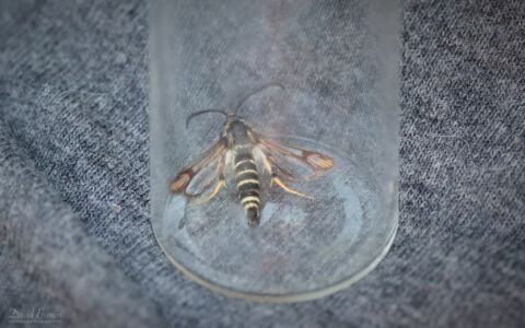 Six Belted Clearwing Moth at Saltholme, 16th July 2022