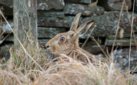 Brown Hare in the Durham Dales, 5th February 2023