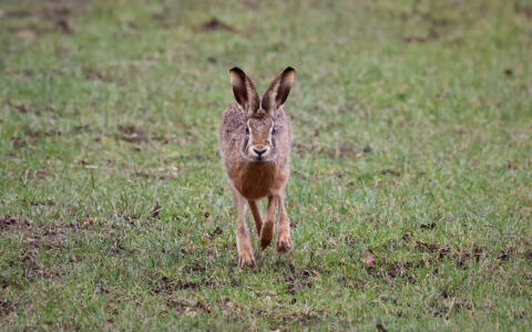 Brown Hare at Bishops Park, 19th February 2023