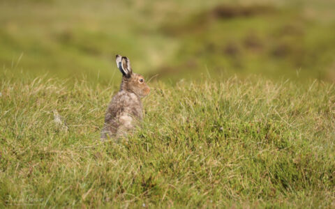 Mountain Hare at Glenshee, 15th June 2023