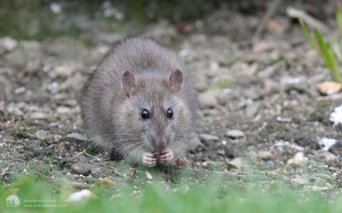Brown Rat at Etherley Moor, 24th March 2007