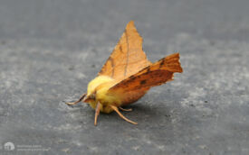 Canary Shouldered Thorn at Etherley Moor, 16th September 2006