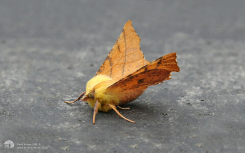 Canary Shouldered Thorn at Etherley Moor, 16th September 2006