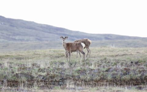 Deer on North Uist, 21st May 2019