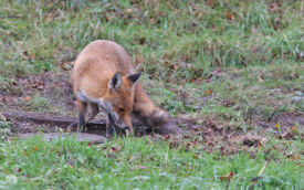 Fox at Thornley Woods, 10th November 2007