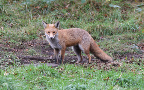 Fox at Thornley Woods, 10th November 2007