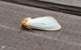 Ghost Moth at Etherley Moor, 10th June 2007