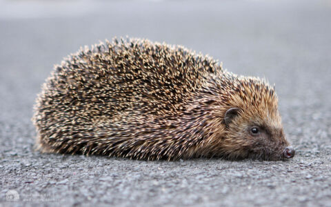 Hedgehog at Etherley Moor, 21st June 2008