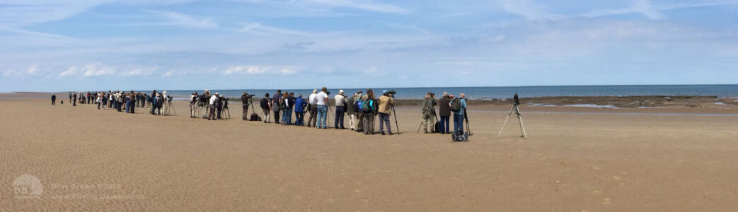 Great Knot twitch at Titchwell, 21st June 2016