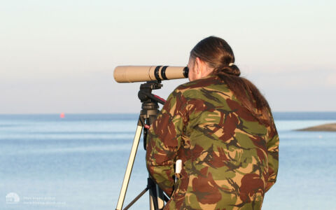 Looking for Surf Scoter at Largo Bay, 18th February 2006