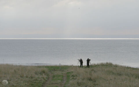 Looking for Surf Scoter at Largo Bay, 18th February 2006