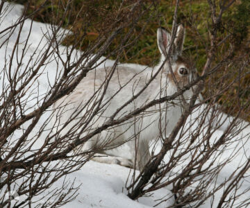 Mountain Hare at Blairnamarrow, 26th March 2006