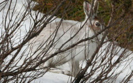 Mountain Hare at Blairnamarrow, 26th March 2006