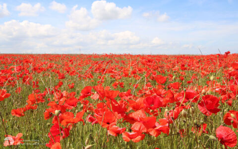 Poppy field near Warham, 12th June 2014
