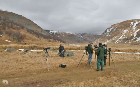 Raptor watching at Findhorn Valley, 25th March 2006