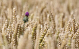 Thistle in wheat field at Bradbury, 13th August 2016
