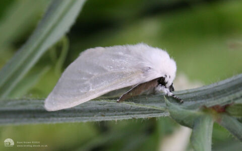 White Satin Moth at Etherley Moor, 29th July 2006