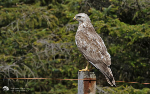 Common Buzzard on Mull, 24th May 2018