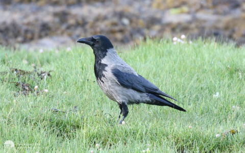 Hooded Crow at Strontian, 23rd May 2018