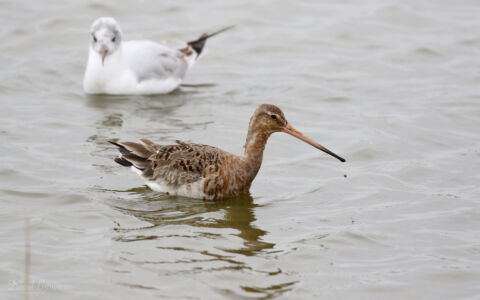 Black-tailed Godwit at Minsmere, 1st May 2019