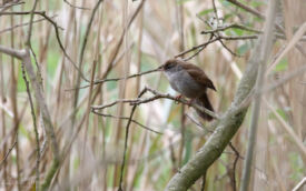 Cetti's Warbler at Minsmere, 1st May 2019