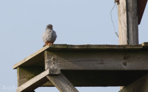 Red-footed Falcon at Rendlesham Forest, 1st May 2019