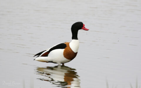 Shelduck at Minsmere, 1st May 2019