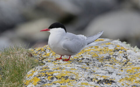 Arctic Tern at North Uist, 20th May 2019