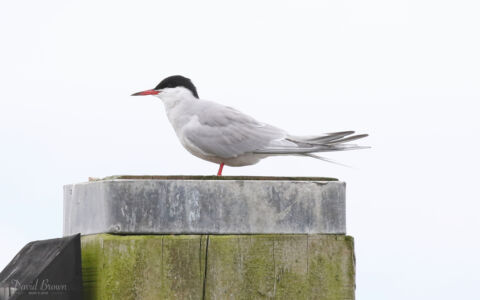 Common Tern at Harris, 19th May 2019