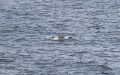Bottlenose Dolphin off Butt of Lewis, 17th May 2019