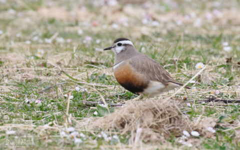 Dotterel at North Uist, 19th May 2019