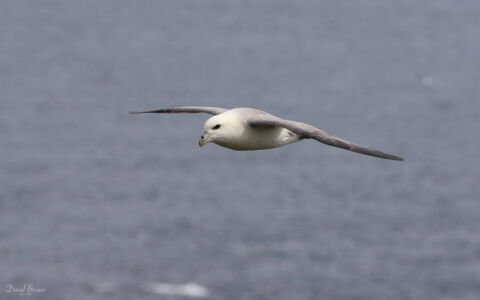 Fulmar off the Butt of Lewis, 17th May 2019