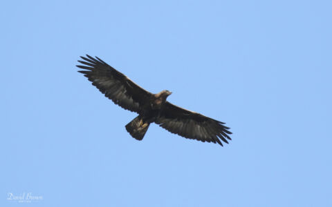 Golden Eagle at South Uist, 21st May 2019