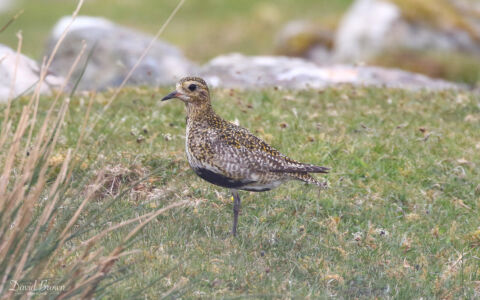 Golden Plover at Harris, 18th May 2019