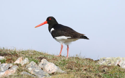 Oystercatcher at North Uist, 20th May 2019