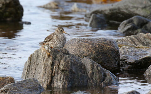Purple Sandpiper at North Uist, 20th May 2019