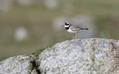 Ringed Plover at North Uist, 20th May 2019