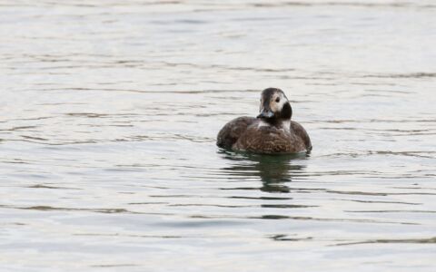 Long-tailed Duck at Middleton