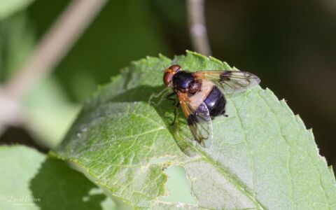 Hover Fly at Etherley Moor, 7th August 2020