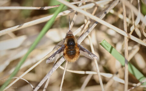 Dark-edged bee-fly at Escomb, 8th April 2023