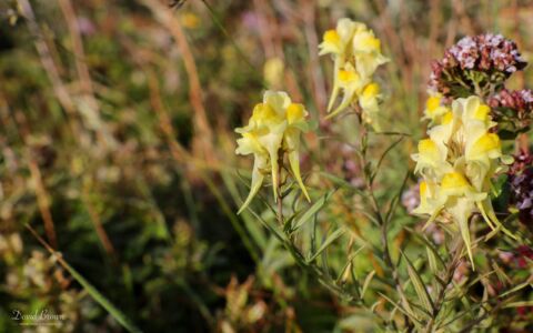 Common Toadflax at Portland, 17th July 2020