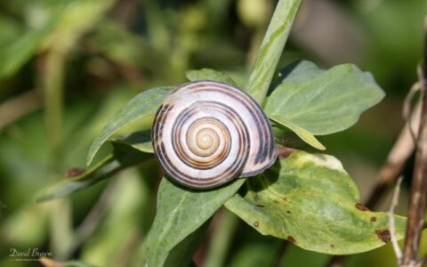 Brown-lipped Snail at Portland, 18th July 2020