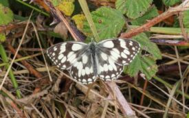 Marbled White at Portland, 18th July 2020