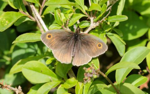 Meadow Brown at Portland, 18th July 2020